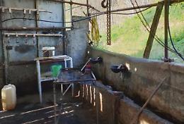 Messina, sigilli a macello clandestino: crudeltà e animali non tracciati