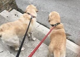 Covid in case con cani? A Bagheria arriva il dog sitter