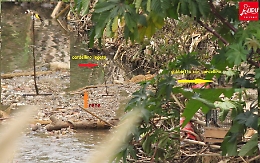 Gabbie per catturare i cardellini scoperti dalla Lipu a Palermo