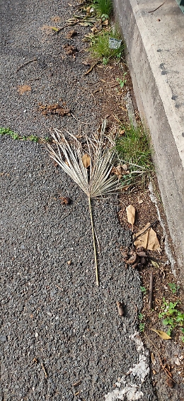 Catania, Via Imperia, escrementi non raccolti