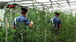 Licata, in manette bracciante agricolo: coltivava piantine di marijuana