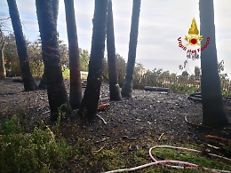 Aci Castello, rottweiler muore nell'incendio dell'albero al quale era legato