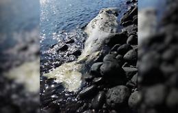 Carcassa di capodoglio spiaggiata a Borgo Gelso sull'isola di Vulcano