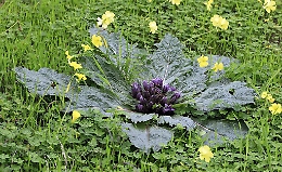 Chiuso il negozio del Ballarò che ha venduto mandragola anziché borragine