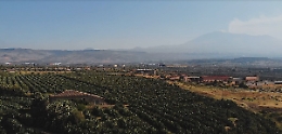 Agricoltura in Sicilia, chiave per la ripartenza