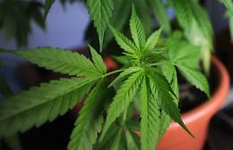 Serra indoor nella stanza di una villa nel Ragusano: disoccupato in manette