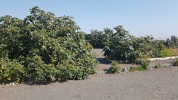 Aci Catena (Ct):  degrado nella zona residenziale  di via Nizzeti