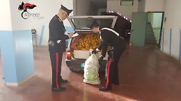 Lentini, colpi di cric al proprietario di un fondo per rubargli arance: arrestato