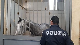 Catania, animali maltrattati in stalla abusiva a Librino: controlli e denunce