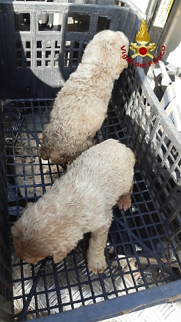 Caltagirone, cuccioli abbandonati salvati dai vigili del fuoco