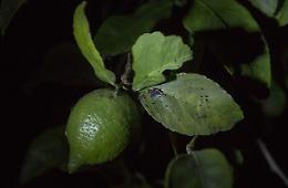 Etna, Confagricoltura: settore in ginocchio, danni per milioni a causa delle cenere