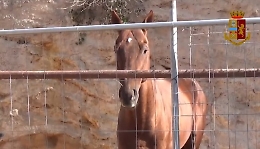 Noto, cavalli non censiti e forse anche dopati: multe per 9 mila euro