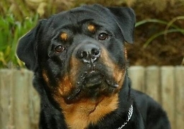 Rottweiler azzanna bimba che aveva provato ad accarezzarlo