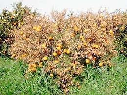 Agricoltura, danni Tristeza: la Regione stanzia 10 milioni