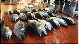 L'impero criminale dei Renzivillo che voleva mettere le mani sul commercio del pesce