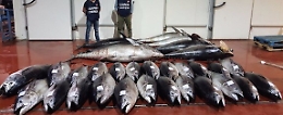 Ogni anno in Italia sequestrate 10 tonnellate di tonno rosso: la maggior parte in Sicilia