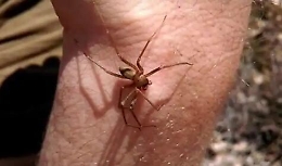 Marsala, donna muore per il morso di un ragno violino