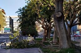 Catania: alberi abbattuti dal vento nel quartiere Borgo-Sanzio