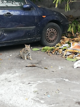 Catania, via Moncada angolo via del Faro: "Da 3 anni viviamo in questo schifo"