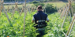 Trapani: scoperta piantagione marijuana da 13 milioni di euro, tre misure cautelari