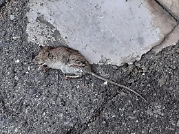 Catania, via Ughetti: topo morto da 4 giorni