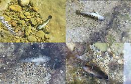 Siracusa, pesci morti nelle acque cristalline della Pillirina: via ai sopralluoghi