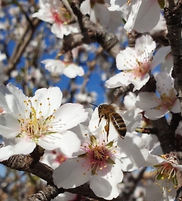 Anche in Sicilia api tornano prima al lavoro ingannate da "finta primavera"