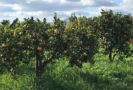 Controlli e vigilanza per furti in campagna: vertice in prefettura a Siracusa