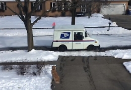 Moose aspetta tutti i giorni un "amico" davanti casa: ecco chi è e come lo accoglie