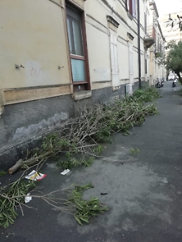 Catania: "Rimuovete i rami di Oleandro in p.zza Lanza"