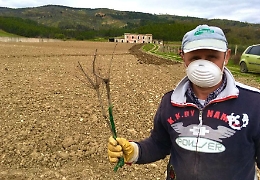 Diciassettemila piante di vite in terra confiscata alla mafia agrigentina
