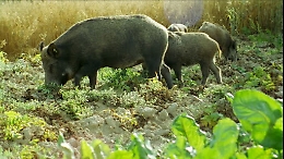 Cinghiali, daini e ghiri invadono i centri abitati deserti: allarme dalle Madonie ai Nebrodi
