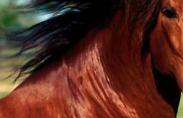 Coronavirus, con il cavallo in strada a Portopalo: «L'animale doveva uscire»