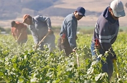 Agricoltura, un bonus carburante per i lavoratori costretti a spostarsi per raggiungere le aziende