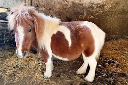 Caltanissetta, un pony nel Fiat Dobl&ograve;:
multato il conducente del veicolo