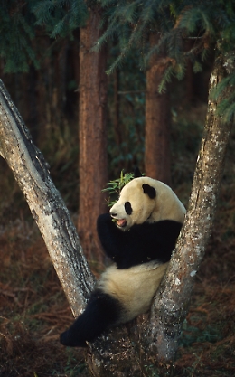 Ecco le otto specie animali che adottano da sempre il distanziamento sociale