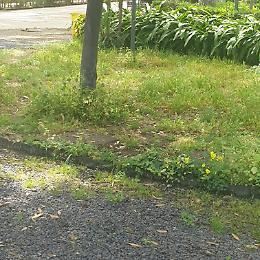 Catania: anche le aree verdi  risentono della quarantena