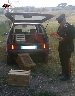 Francofonte, sorpresi mentre rubavano 100 chili di arance: arrestati