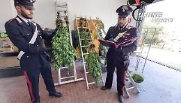 Coronavirus, piantagione di marijuana a casa: arrestato