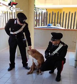 Priolo, lega le zampe di un cane all'auto e lo trascina fino a ucciderlo