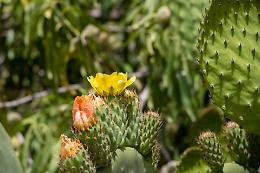 Valle dei templi al tempo del lockdown, la natura si riprende la scena