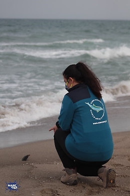Delfini spiaggiati, un triste maggio alla Playa di Catania