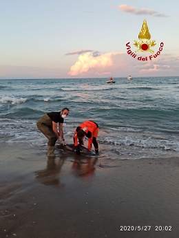 Catania, delfino perde orientamento e muore sulla battigia alla Plaia