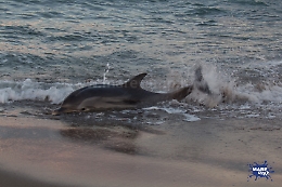 Tre delfini spiaggiati alla Playa di Catania in poco più di 2 settimane