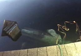 In Virginia la statua di Cristoforo Colombo distrutta e gettata nel lago