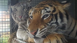 Coronavirus, dopo tre mesi e mezzo il circo può lasciare Favara