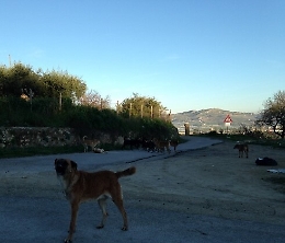 Licata, gli abitanti di Niculizia al sindaco Galanti: "Siamo abbandonati"