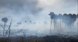 Taglia sui piromani a Montevago Sindaco posta video sul bosco bruciato