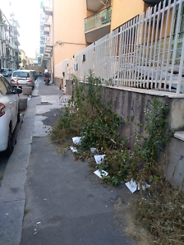 Catania: "Via Napoli non è una giungla"