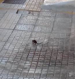 Siracusa: topi a spasso sui marciapiedi cittadini